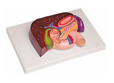 肝、胰、脾、十二指腸、胃模型